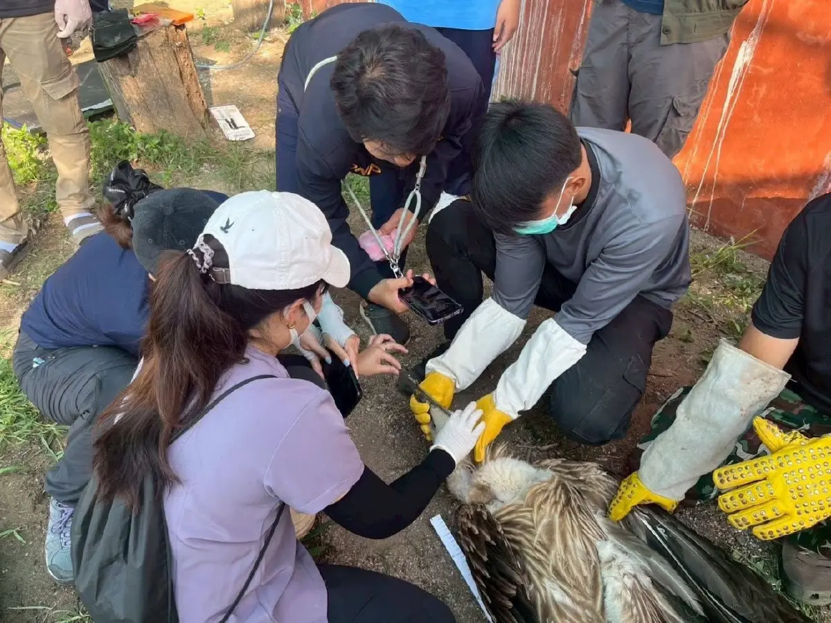 จ่อปล่อย 10 แร้งสีน้ำตาลหิมาลัย คืนป่า เม.ย.นี้ หลังฟื้นฟูสุขภาพพร้อมกลับถิ่นกำเนิด