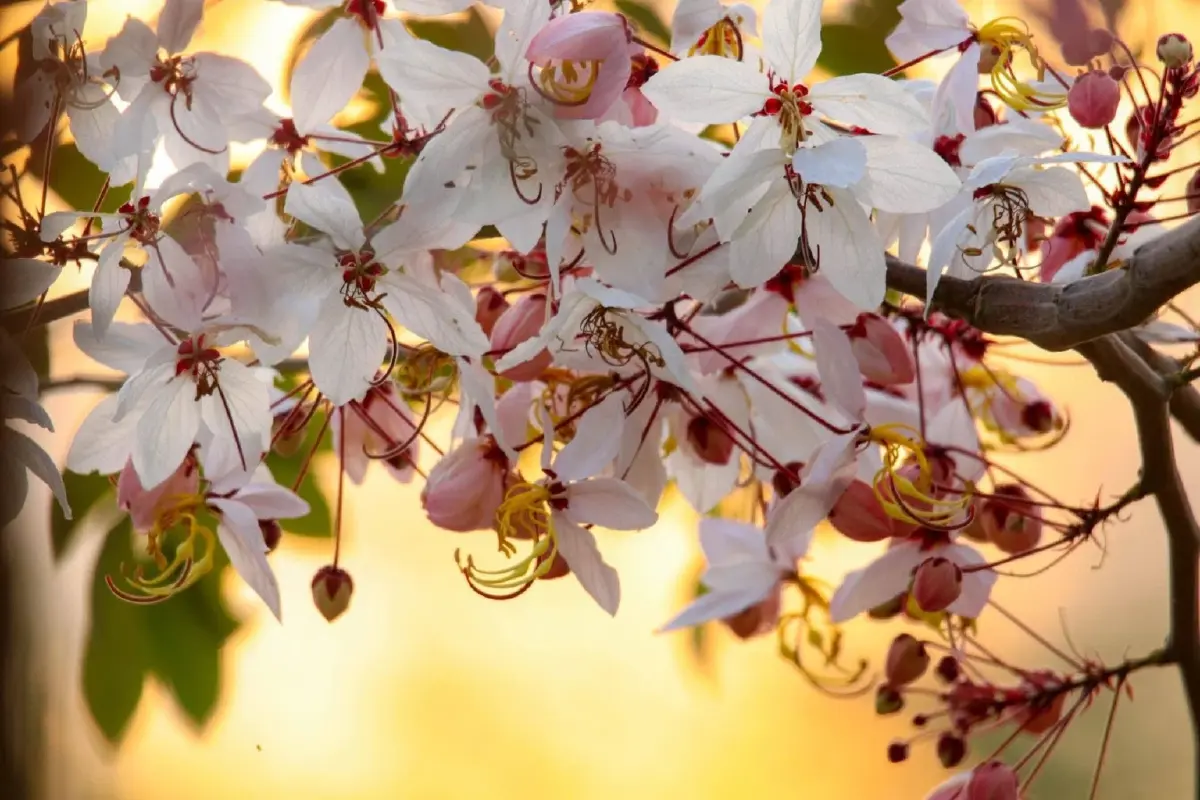 ชมเสน่ห์ 'กัลปพฤกษ์' ออกดอกบานสะพรั่งรับหน้าร้อน ณ เขตห้ามล่าสัตว์ป่าบึงบอระเพ็ด