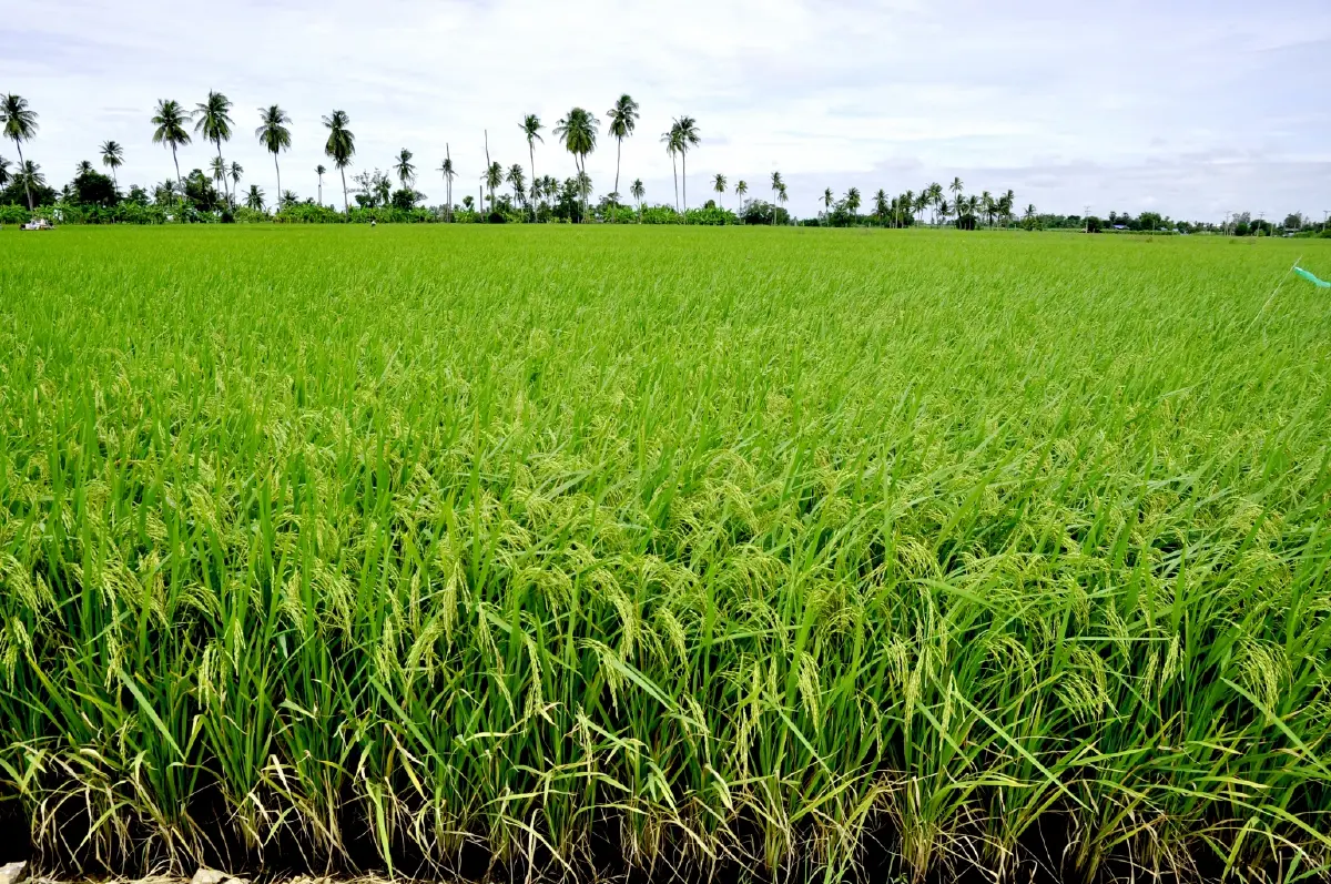 ซีพี ขับเคลื่อนเกษตรยั่งยืน Traceability–นาข้าวคาร์บอนต่ำ ลดหมอกควัน