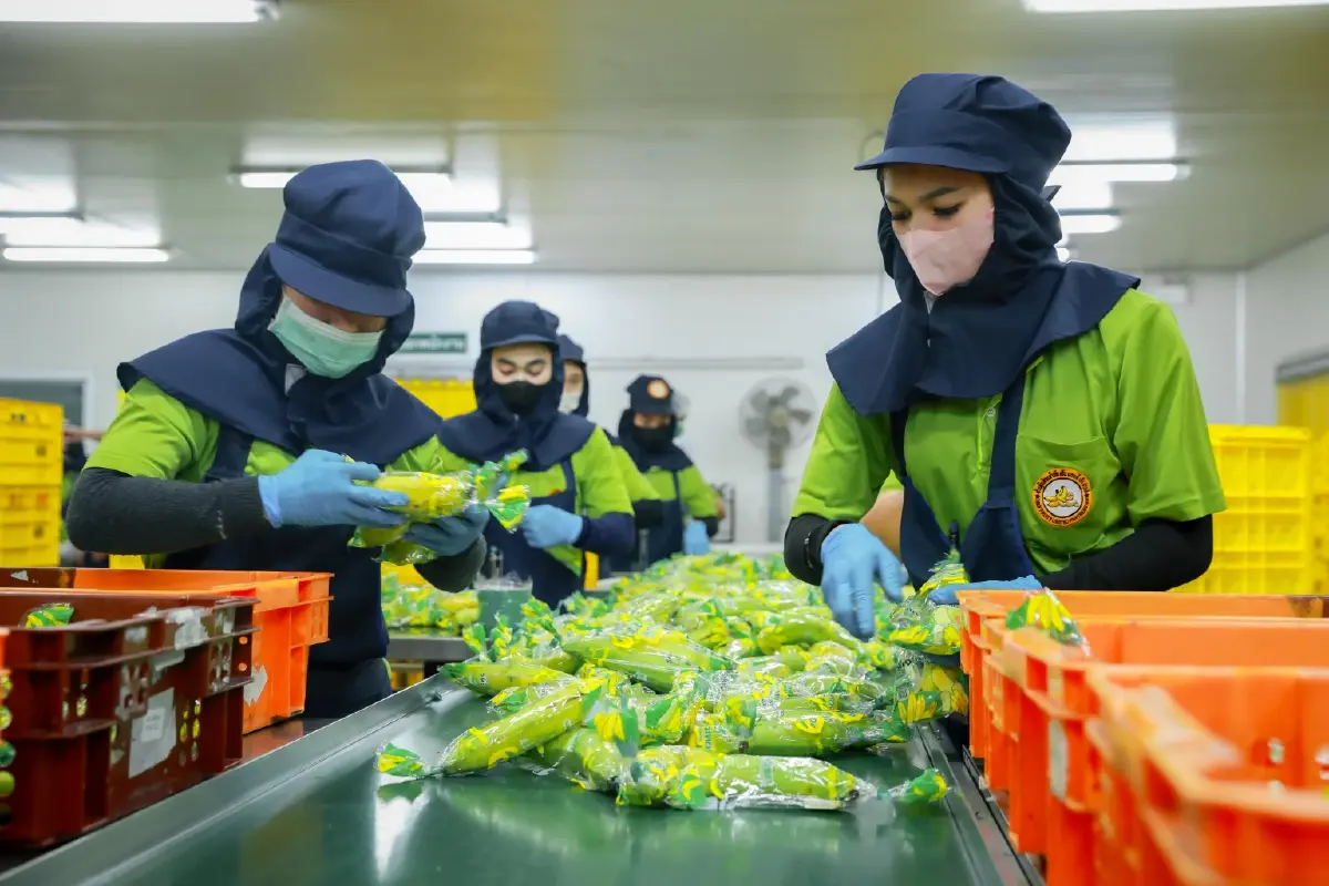 เจาะลึก 'กล้วยหอมทอง' 200 ล้านลูกในเซเว่นฯ เบื้องหลังรายได้ที่มั่นคงที่เกษตรกรเลือกได้