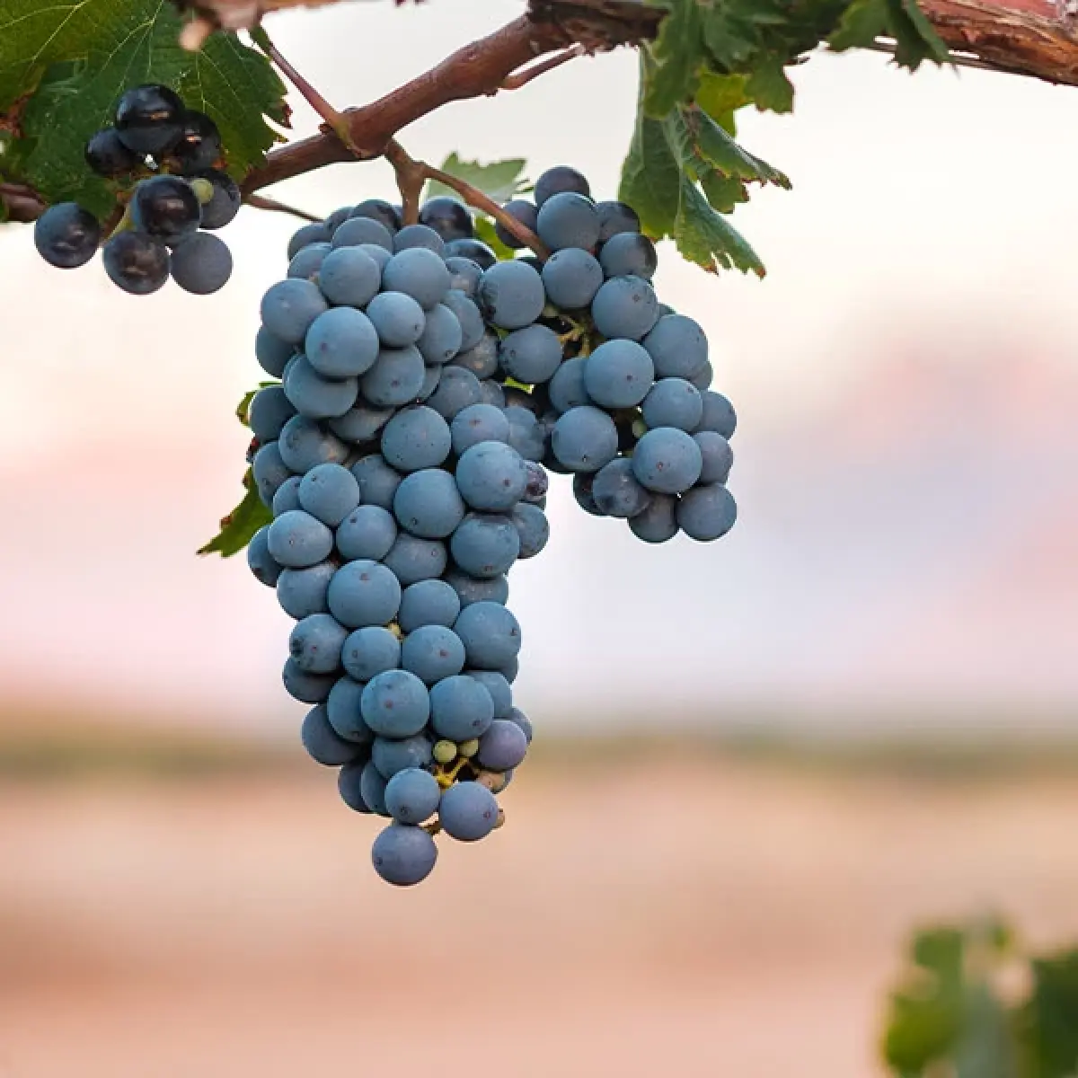 ซีฮราห์ - ชิราซ : ความเหมือนที่แตกต่าง