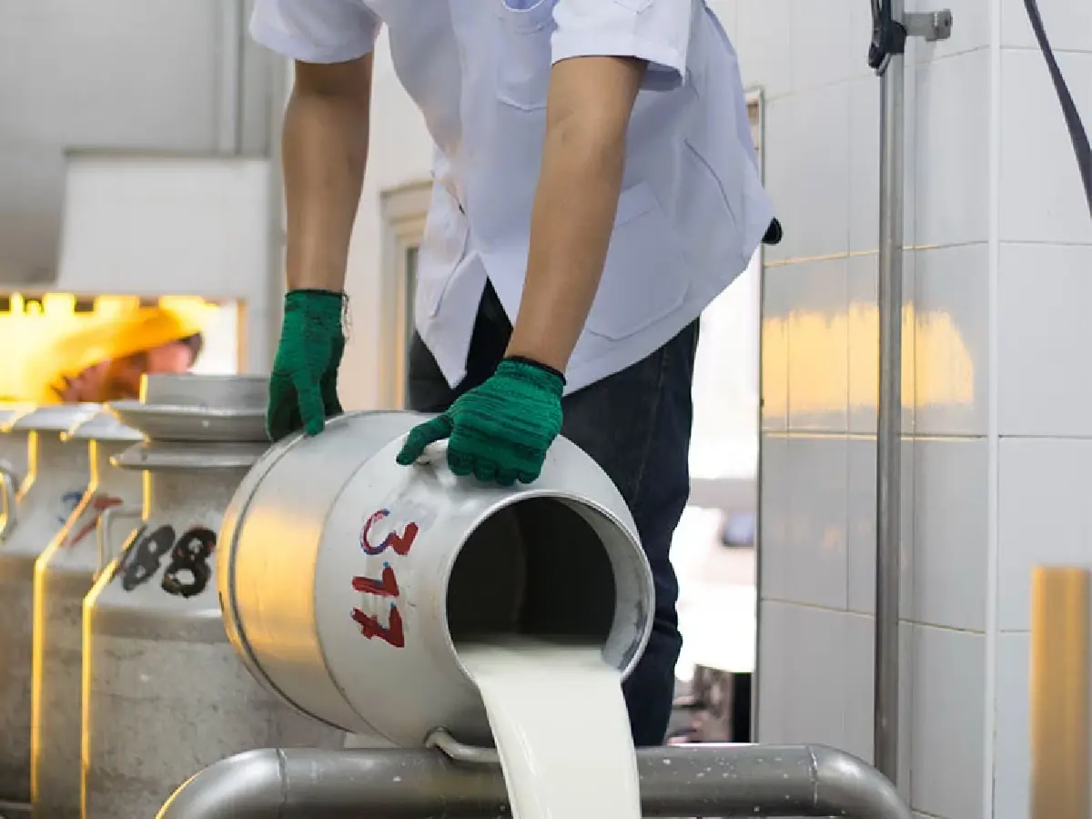 สหกรณ์โคนมกำแพงแสน ทุ่ม 300 ล้านบาท สร้างโรงงานผลิตนมผง