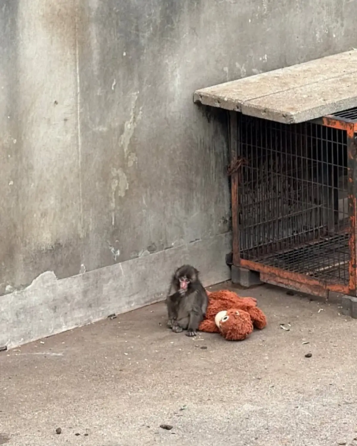 'ลิซ่า' เที่ยวญี่ปุ่น ซุ่มดูความน่ารัก พันช์คุง ลูกลิงหิมะสุดฮอต