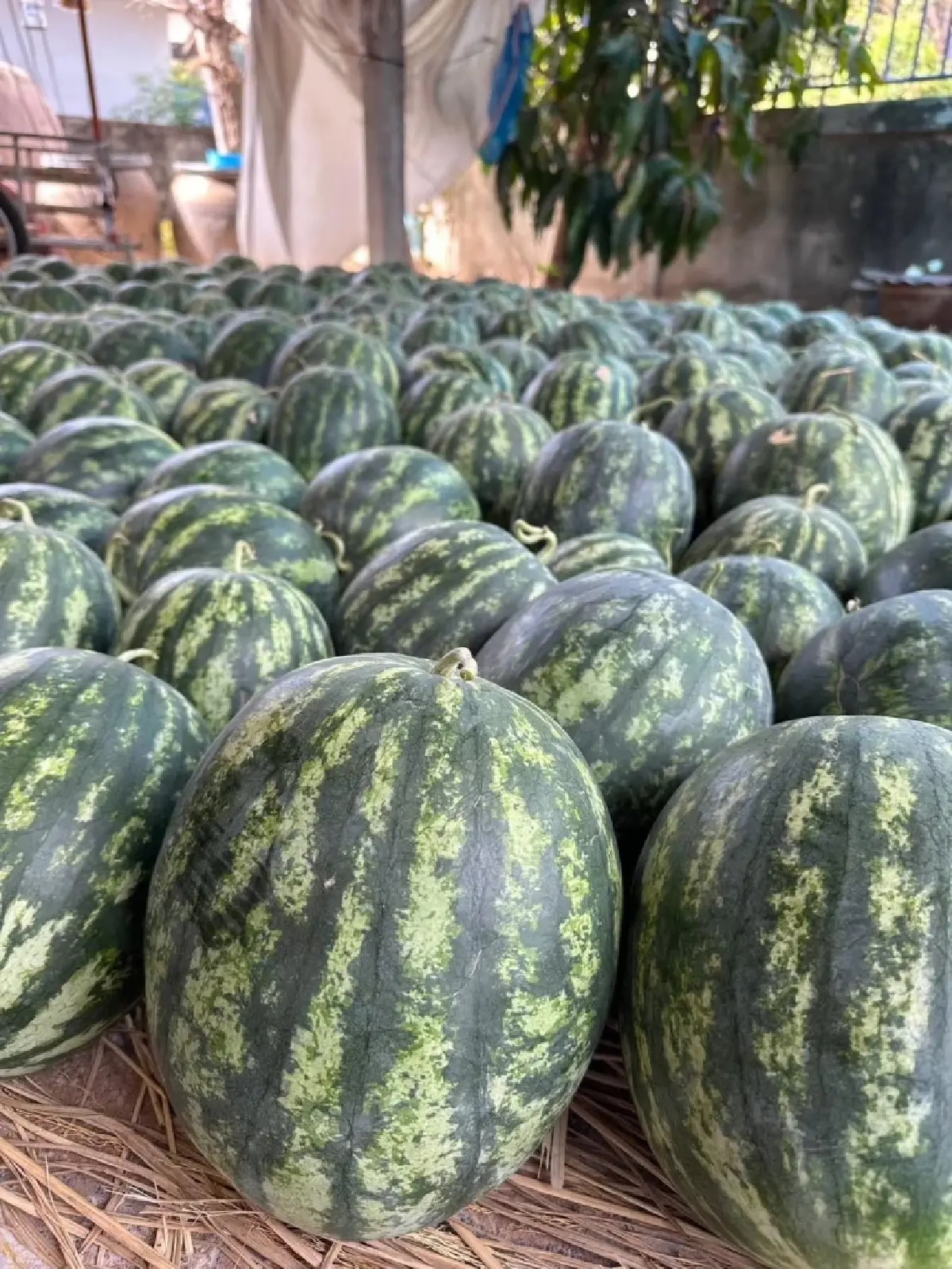 ขึ้นทะเบียน GI 'แตงโมหวานยโสธร' สินค้าพรีเมียมแดนอีสาน ยกระดับสู่สากล