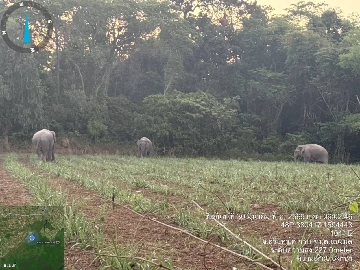 ระทึก 3 สีดอจอมป่วน พ่อใหญ่-ถัง-ดื้อ ช้างเข้าใกล้หมู่บ้านชายแดนสุรินทร์