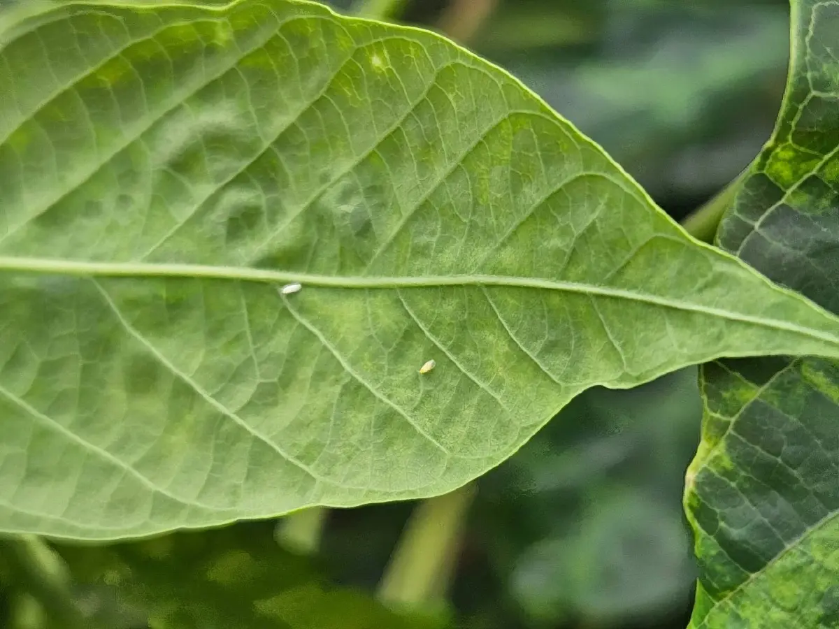 กรมส่งเสริมการเกษตร เคาะเป้าลดพื้นที่ระบาด 'โรคใบด่างมันสำปะหลัง' 30%