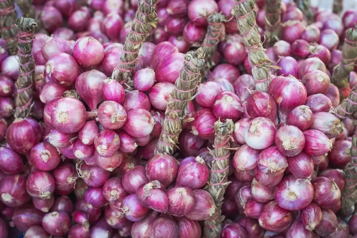 เกษตรฯไฟเขียวบริหารนำเข้าหอมหัวใหญ่-มันฝรั่ง ปี 2569