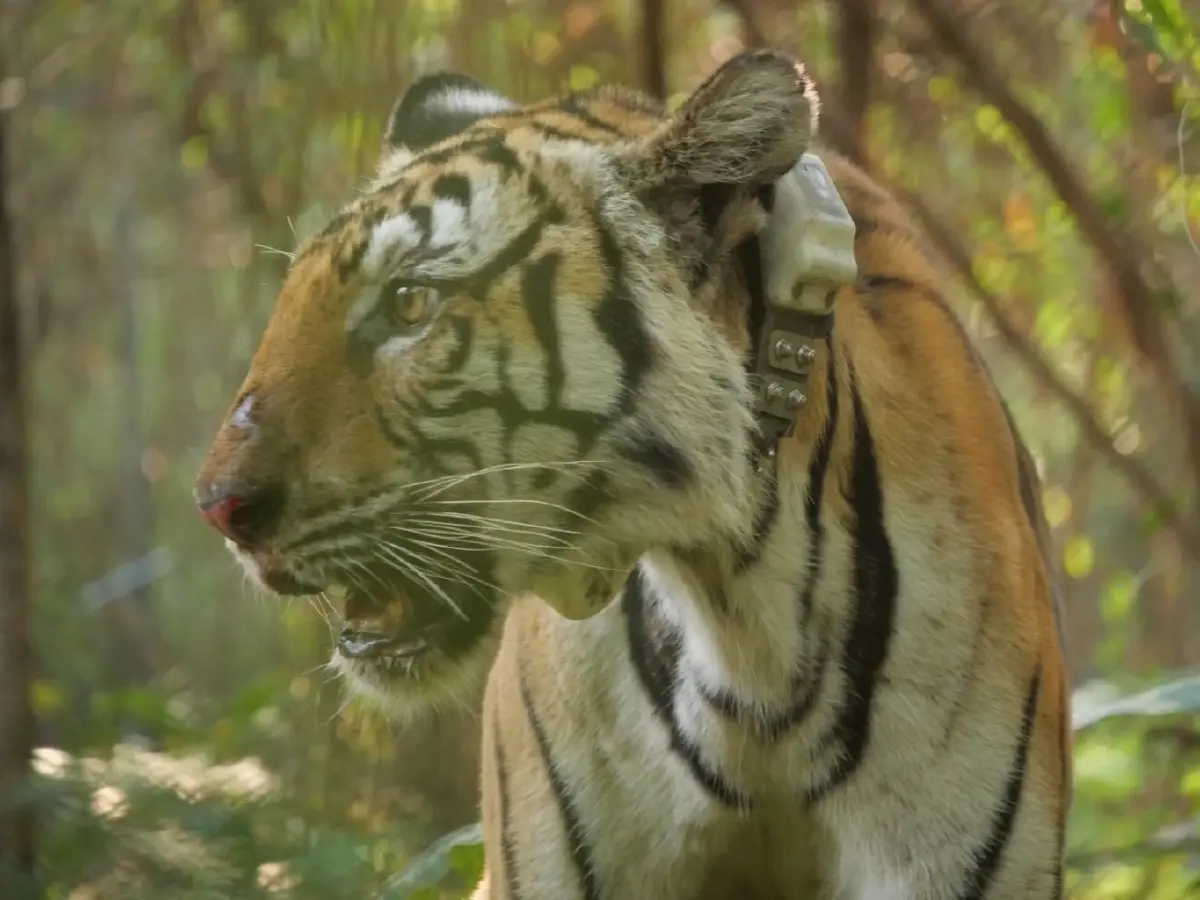 จับแล้ว 'เสือปิ่น' เสือโคร่งชรา บุกล่าสัตว์ชาวบ้าน เตรียมย้ายดูแลในกรงถาวร