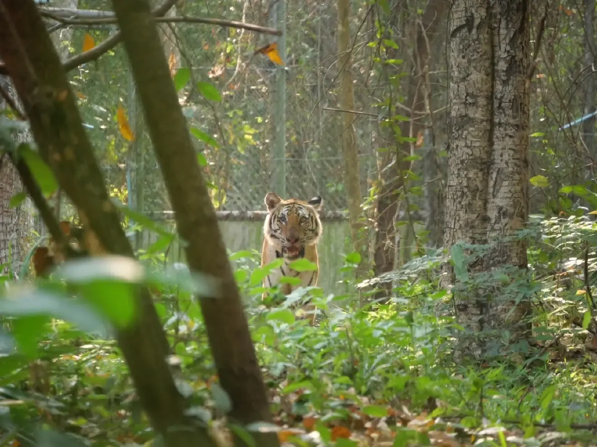 จับแล้ว 'เสือปิ่น' เสือโคร่งชรา บุกล่าสัตว์ชาวบ้าน เตรียมย้ายดูแลในกรงถาวร