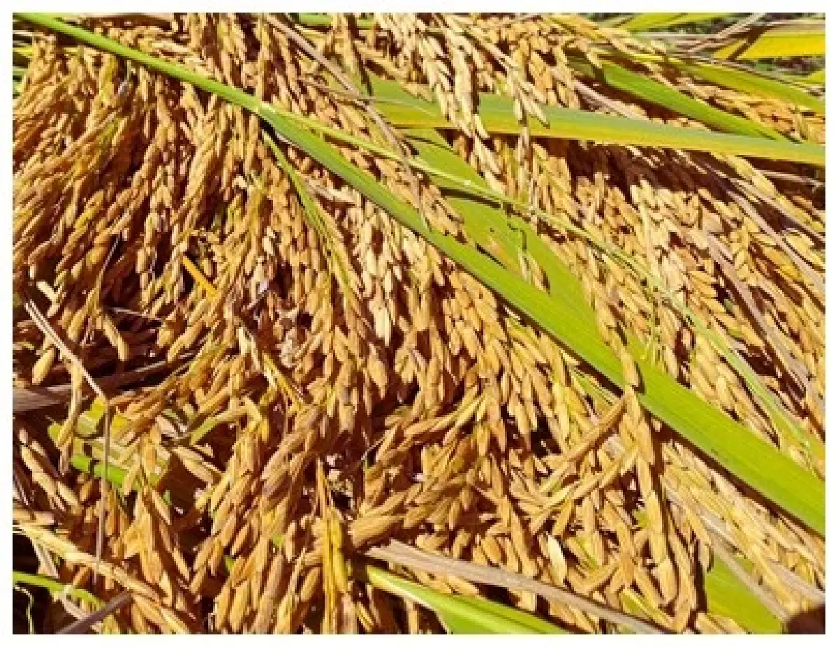 ดัน 'ข้าวหอมจันทร์' ขึ้นทะเบียน GI ยกระดับข้าวพรีเมียมฉะเชิงเทรา