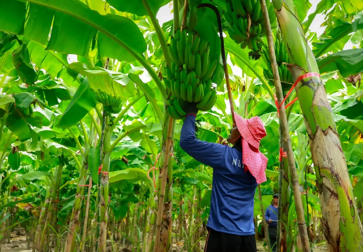 เจาะลึก 'กล้วยหอมทอง' 200 ล้านลูกในเซเว่นฯ เบื้องหลังรายได้ที่มั่นคงที่เกษตรกรเลือกได้