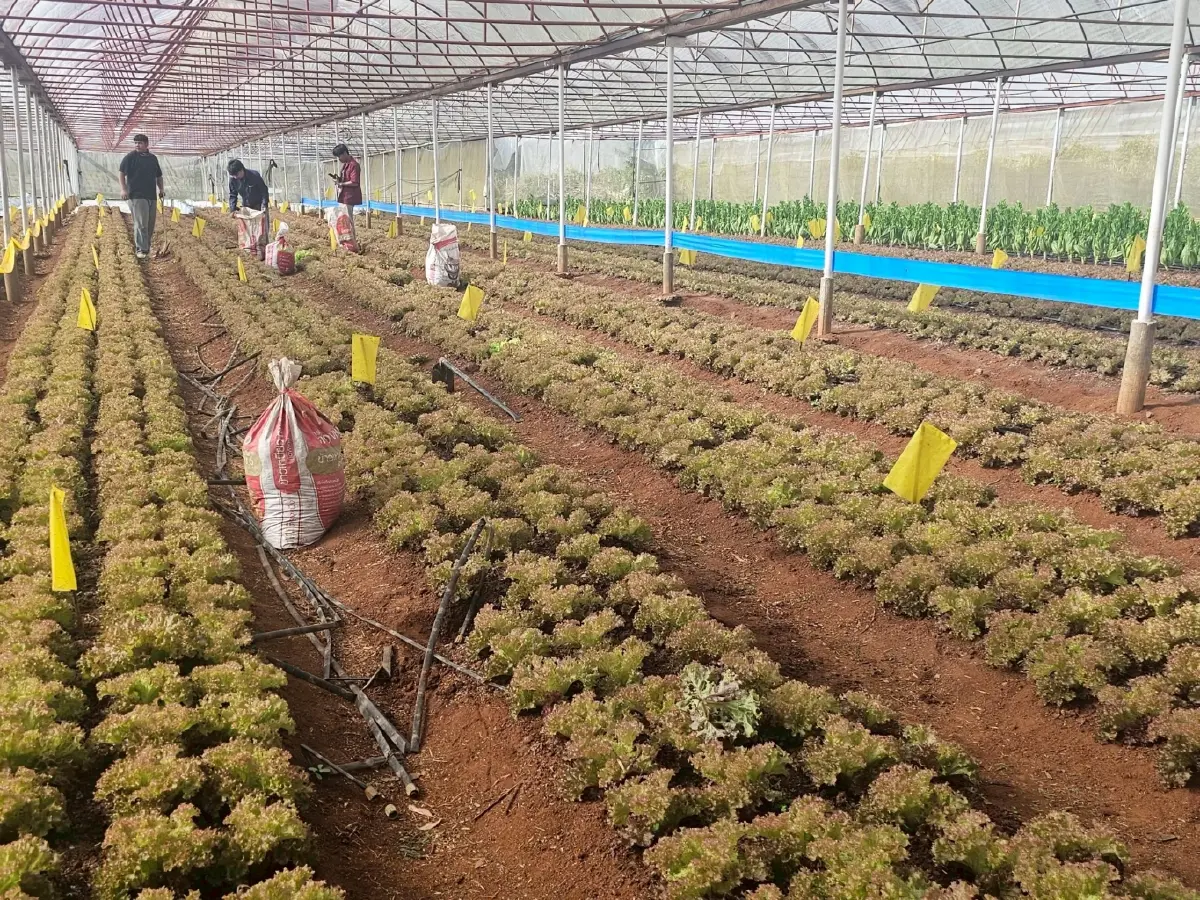 พด.16 สยบไส้เดือนฝอยรากปม ฟื้นดินโครงการหลวง เพิ่มรายได้เกษตรกร,