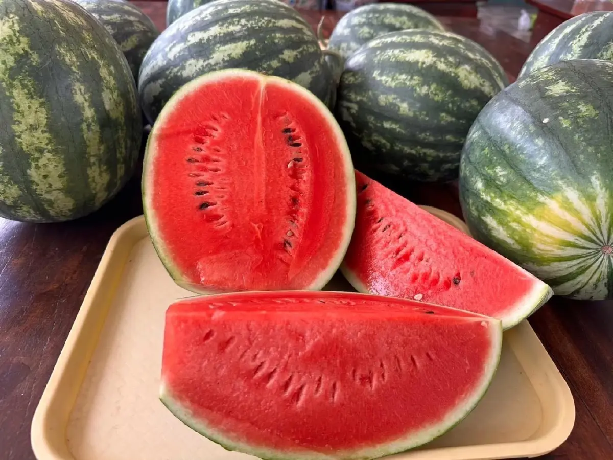 ขึ้นทะเบียน GI 'แตงโมหวานยโสธร' สินค้าพรีเมียมแดนอีสาน ยกระดับสู่สากล