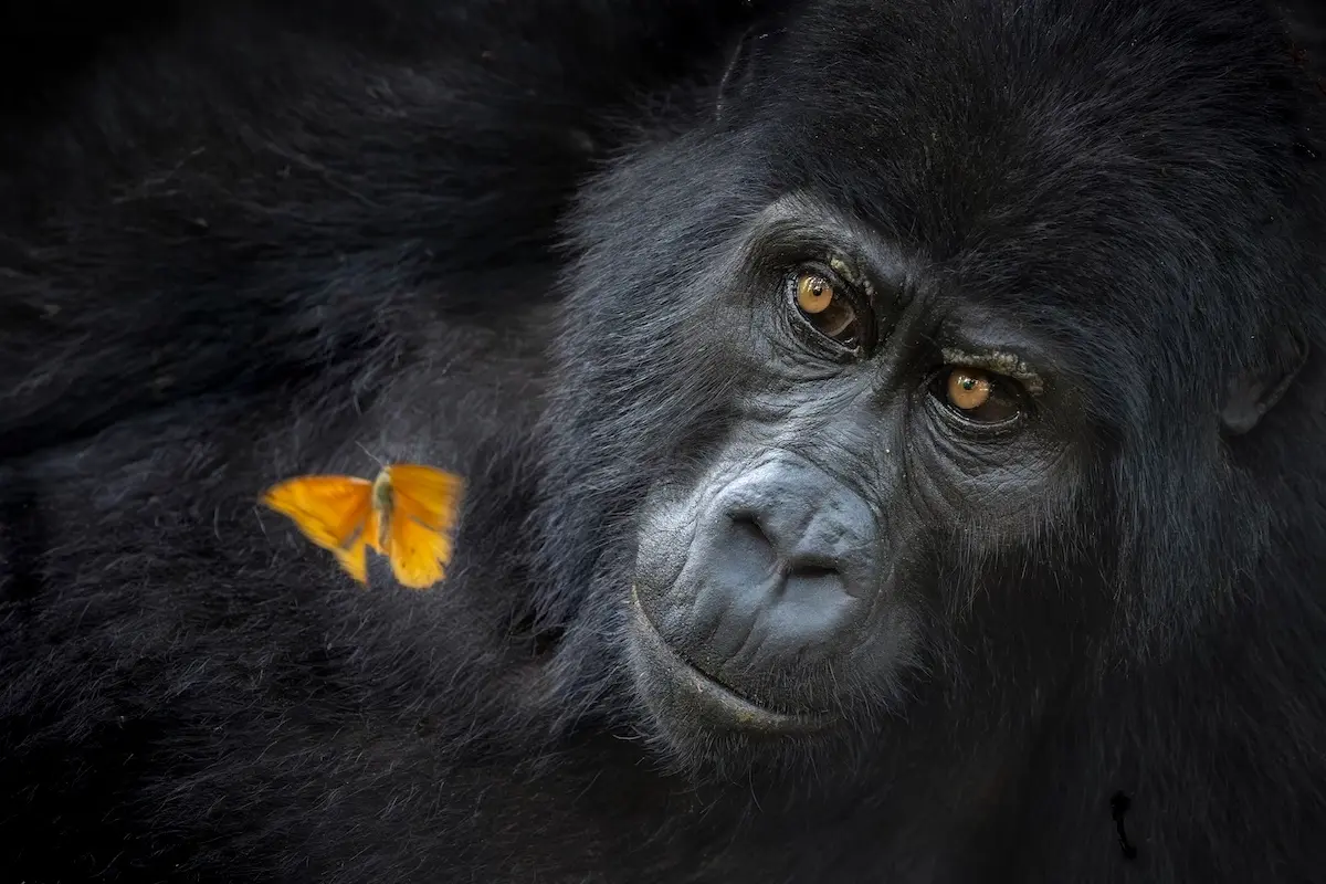 สวยอลัง! ชมภาพถ่ายธรรมชาติ รางวัล World Nature Photography Awards