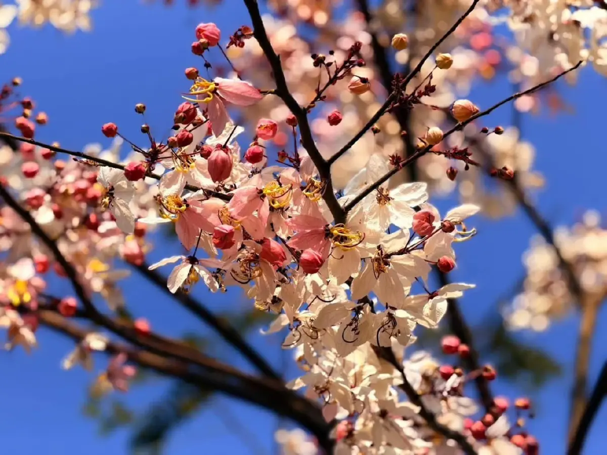 ชมเสน่ห์ 'กัลปพฤกษ์' ออกดอกบานสะพรั่งรับหน้าร้อน ณ เขตห้ามล่าสัตว์ป่าบึงบอระเพ็ด