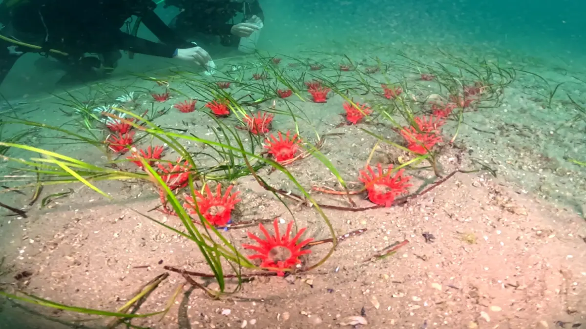 ไทยยูเนี่ยน-Mareblu ผนึก LifeGate ฟื้นฟูหญ้าทะเลในอิตาลี