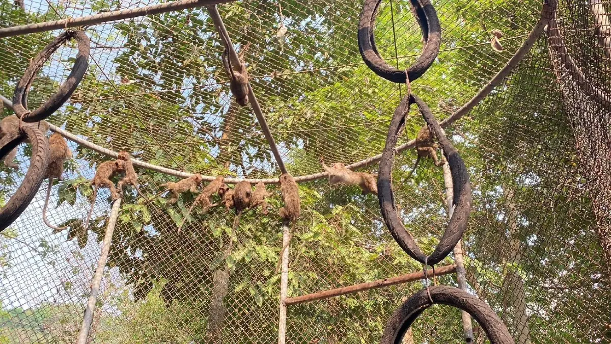 สกัดแก๊งค้าสัตว์ป่าข้ามชาติ ยึด 'ลิงแสม' 51 ตัว ถูกทิ้งไร่อ้อยชายแดนสระแก้ว