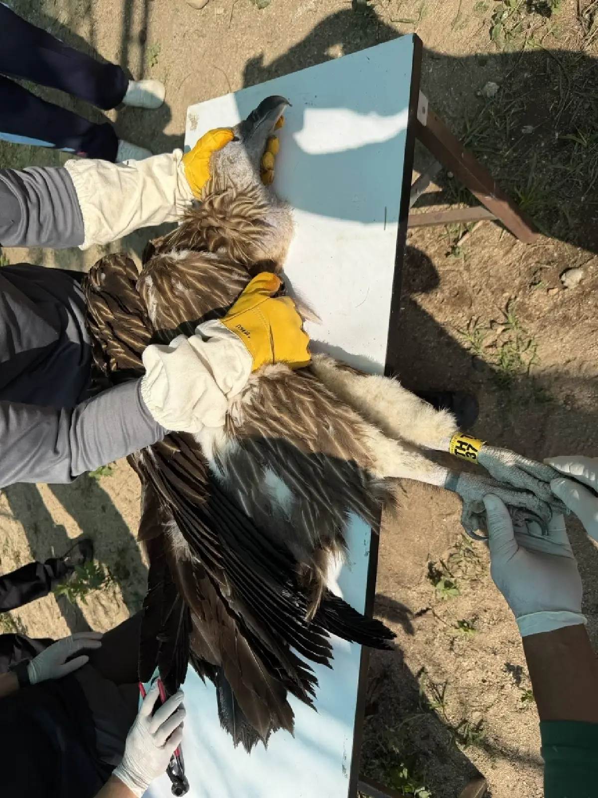 จ่อปล่อย 10 แร้งสีน้ำตาลหิมาลัย คืนป่า เม.ย.นี้ หลังฟื้นฟูสุขภาพพร้อมกลับถิ่นกำเนิด