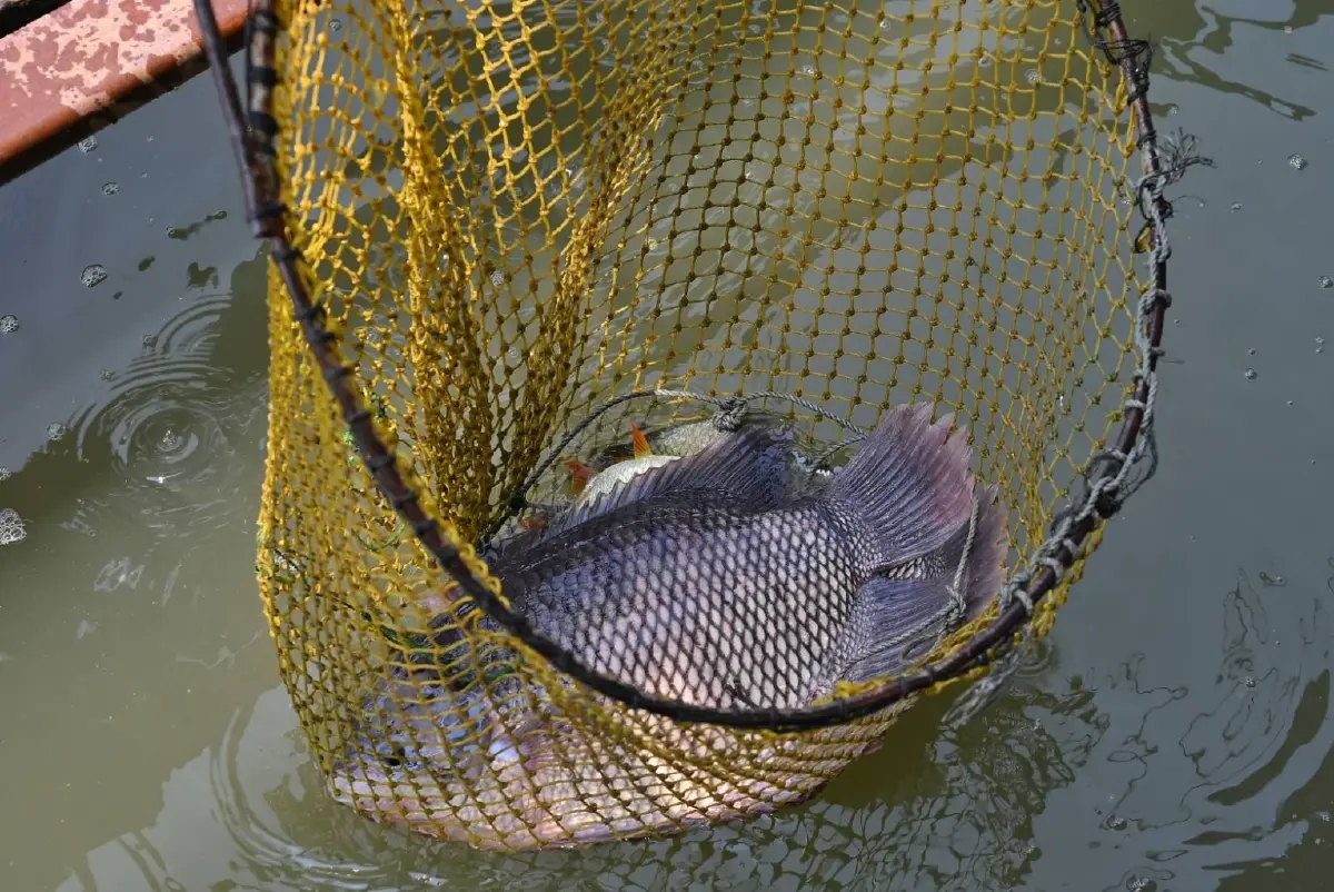 2 สินค้า GI “ตุ๊กตาชาววังบางเสด็จ–ปลาแรดสะแกกรัง” สร้างมูลค่าเพิ่ม ดันเศรษฐกิจชุมชนยั่งยืน