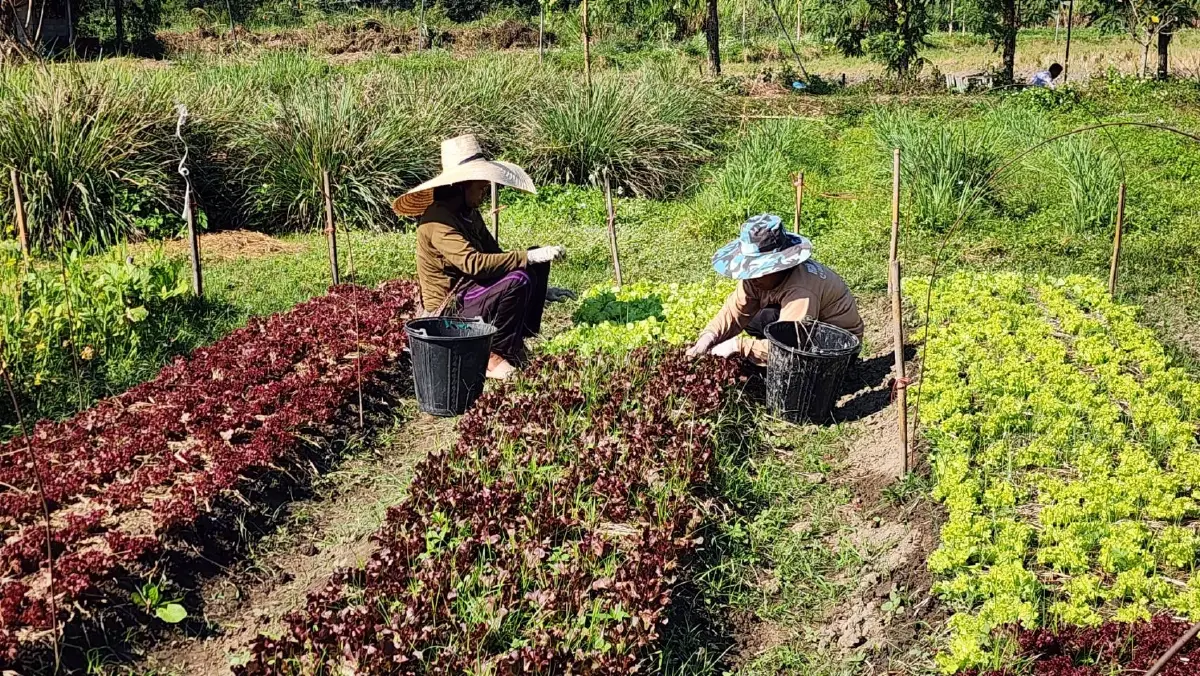 น้ำมันแพงลามครัวไทย ต้นทุนเกษตรพุ่ง กระทบอาหารทั้งระบบ