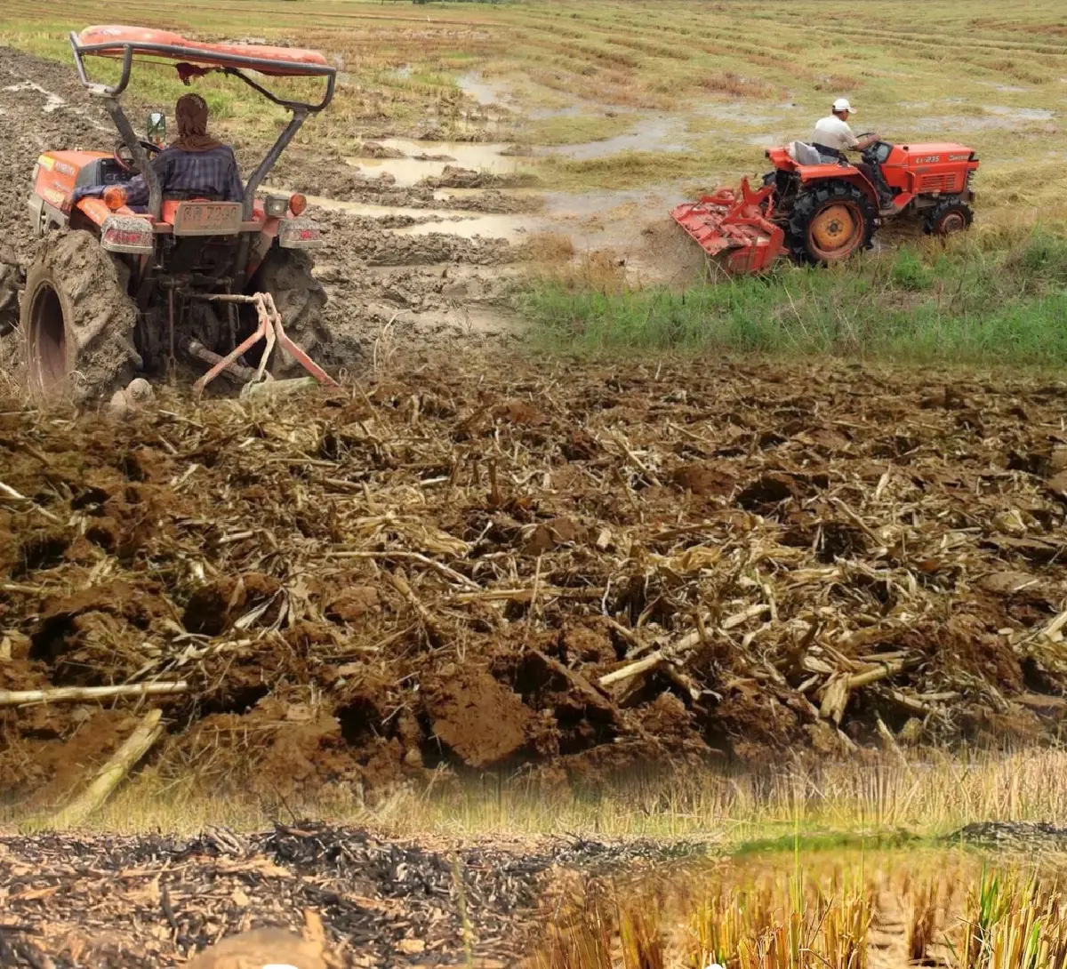 กรมส่งเสริมการเกษตร 'ชวนใช้ปุ๋ย 4 ถูก' เสริมประสิทธิภาพ ลดผลกระทบราคาปุ๋ย