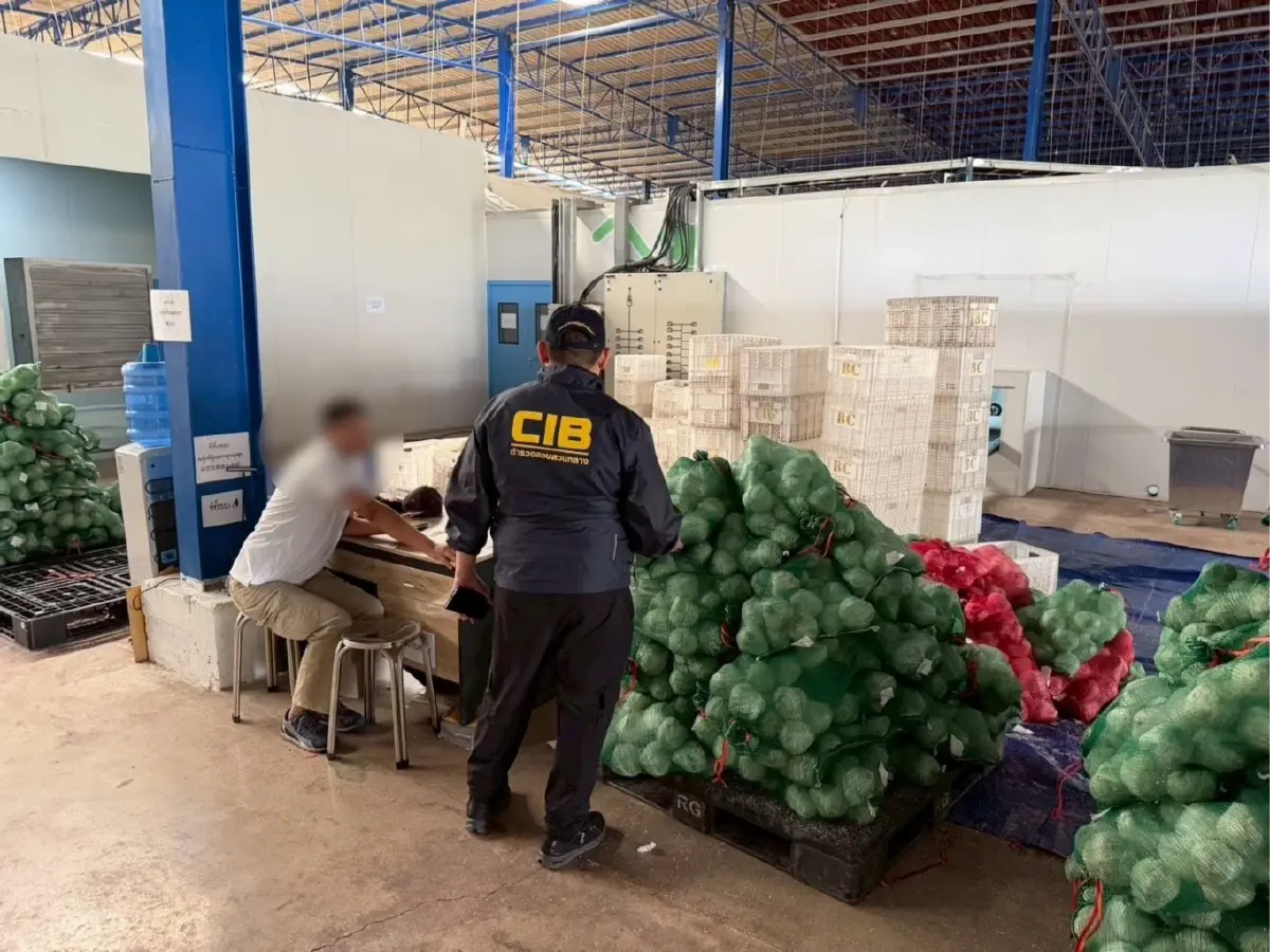 ทลายนอมินีทุนจีน ล้งมะพร้าวราชบุรี 8 จุด กดราคาเกษตรกรเหลือ 2 บาท