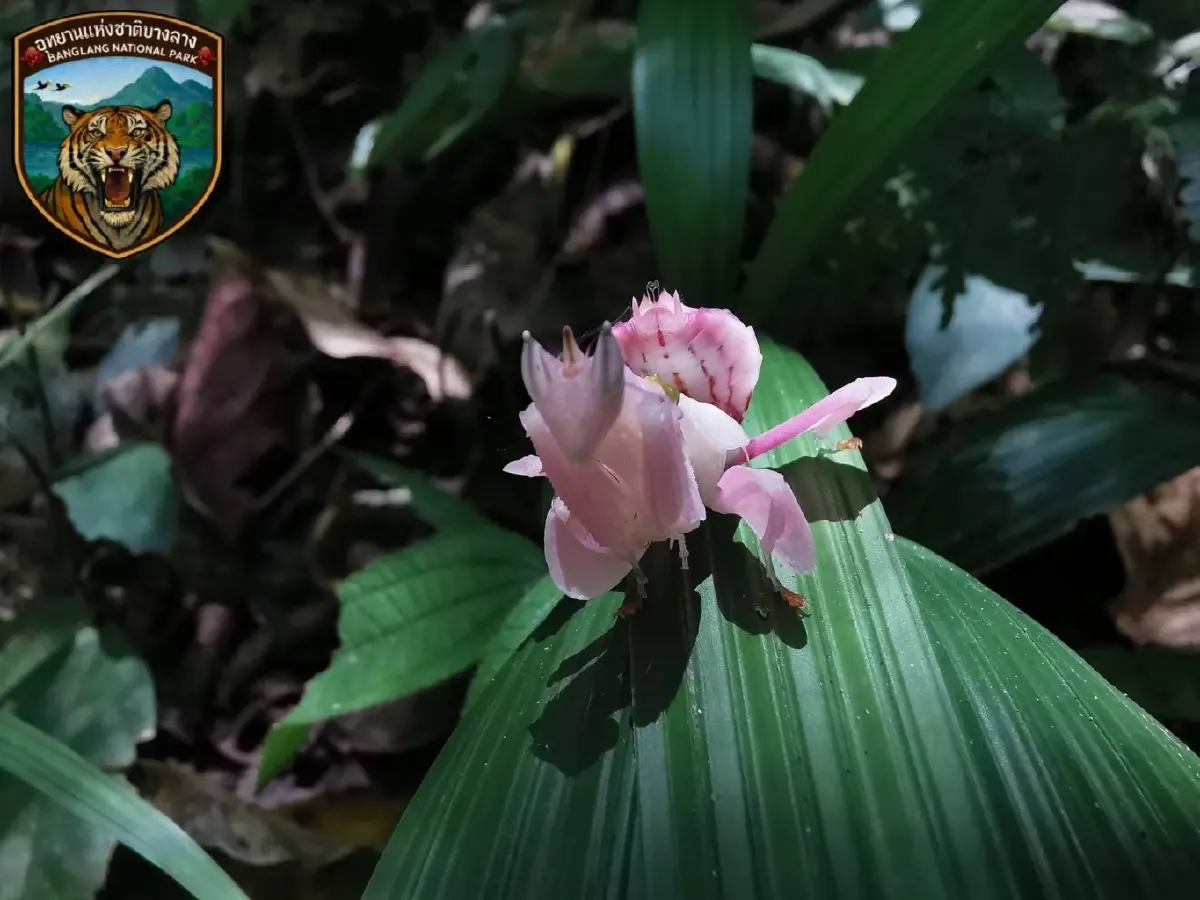 เผยโฉม 'ตั๊กแตนตำข้าวกล้วยไม้สีชมพู' หาดูยาก แมลง สวยที่สุดในโลก