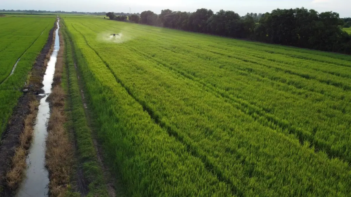 ต้นแบบ 'ข้าวโลว์คาร์บอน' ของไทย ข้าวชาวนาร่วมใจพื้นที่ภาคกลาง