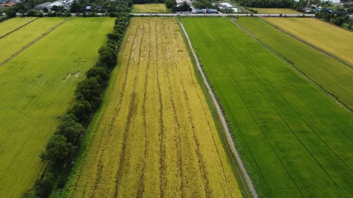 ต้นแบบ 'ข้าวโลว์คาร์บอน' ของไทย ข้าวชาวนาร่วมใจพื้นที่ภาคกลาง