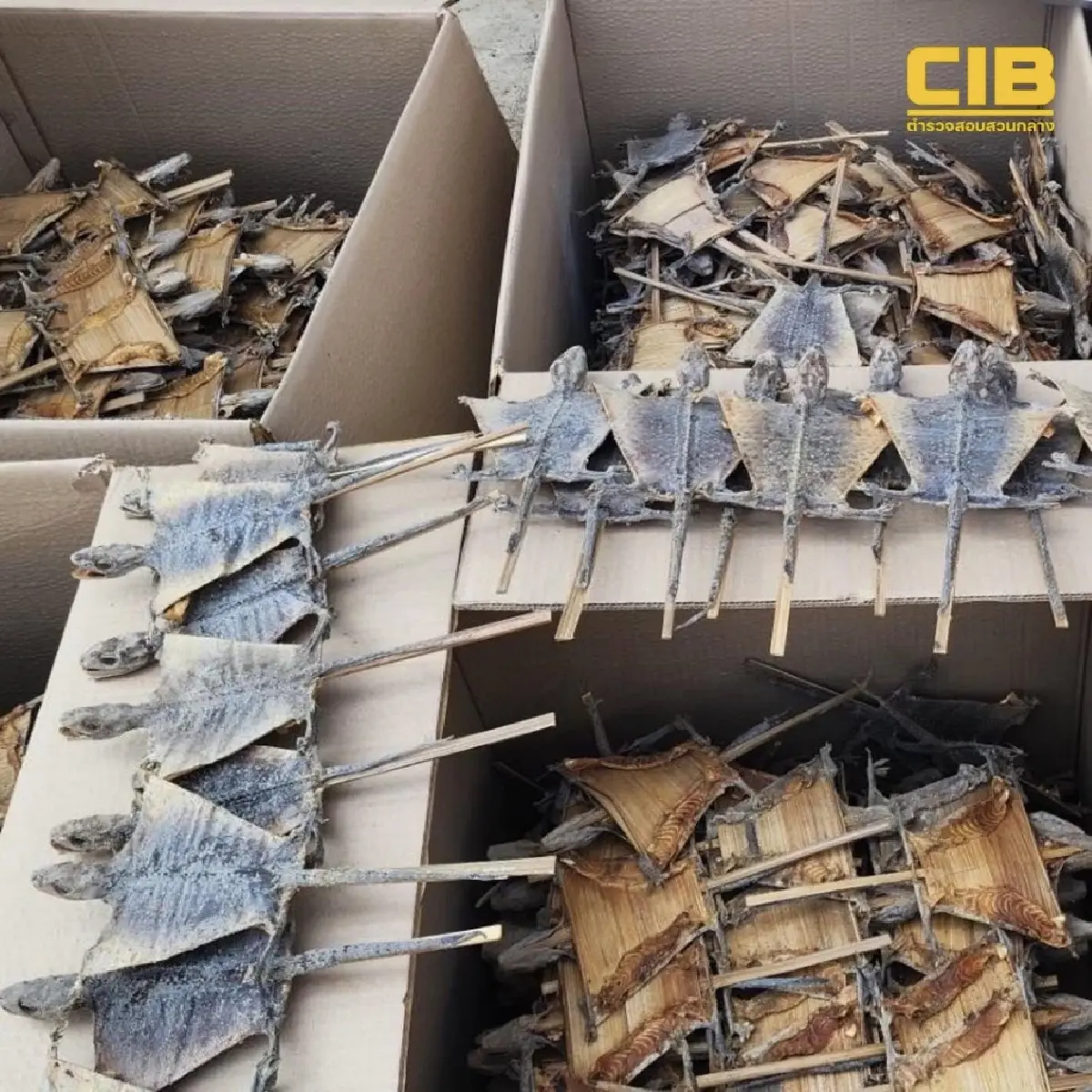 ปทุมธานีมีโกดังลับ บุกลำลูกกายึดซากตุ๊กแกแสนตัว ไม้หวงห้าม 30 ตัน