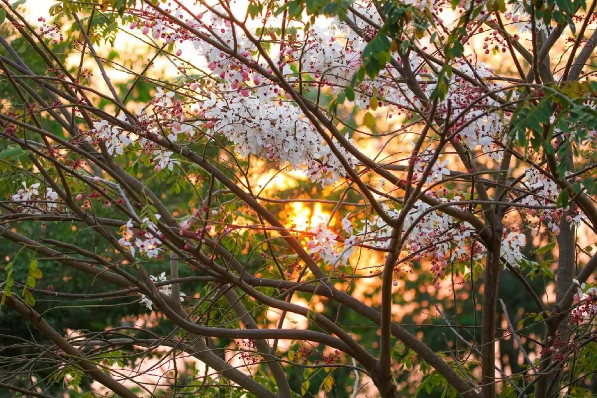 ชมเสน่ห์ 'กัลปพฤกษ์' ออกดอกบานสะพรั่งรับหน้าร้อน ณ เขตห้ามล่าสัตว์ป่าบึงบอระเพ็ด