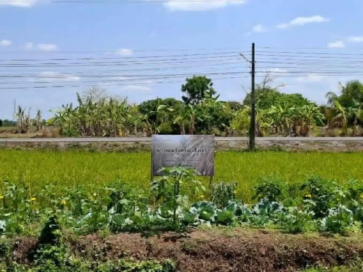 ดัน 'ข้าวหอมจันทร์' ขึ้นทะเบียน GI ยกระดับข้าวพรีเมียมฉะเชิงเทรา