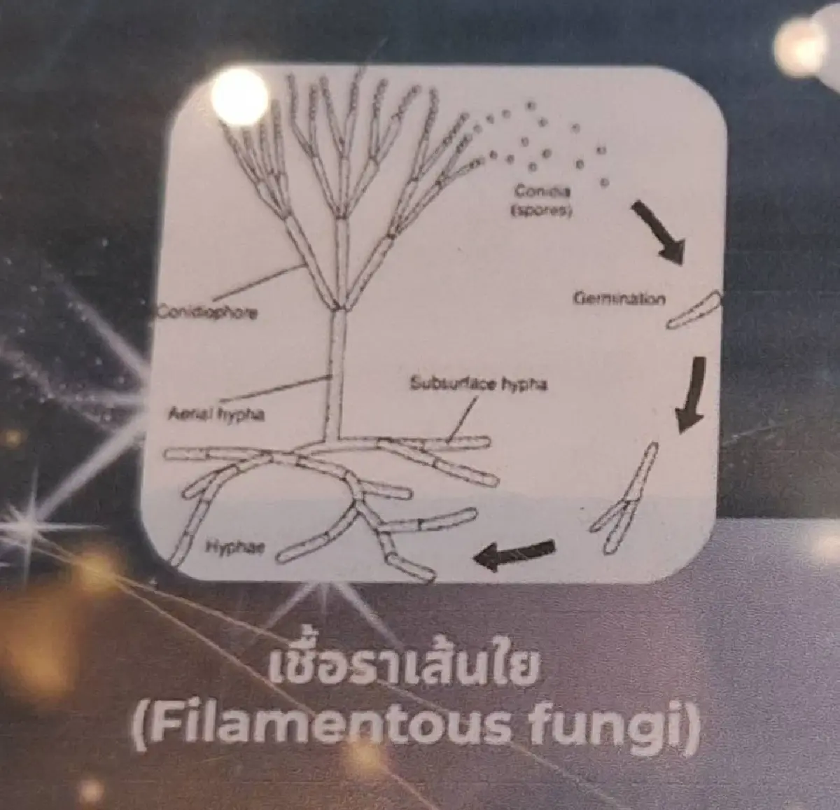'ไมโคโปรตีน' อาหารแห่งอนาคต ผลิตจากเส้นใยเชื้อรา ไม่มีคอเลสเตอรอล แคลอรี่ต่ำ