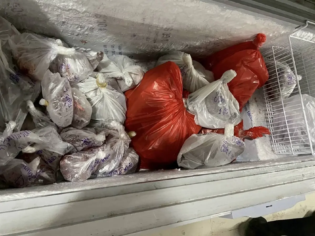 ขยายผลค้นโกดังไม้อยุธยา ผงะเจอซากสัตว์ป่าคุ้มครองซุกตู้แช่เกือบ 100 ซาก