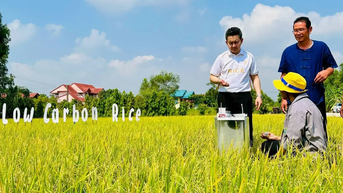 กลยุทธ์เพิ่มมูลค่าข้าวไทยสู้วิกฤติเวทีโลก  ดึงเกษตรกรลุยทำนายุค 'โลว์คาร์บอน'