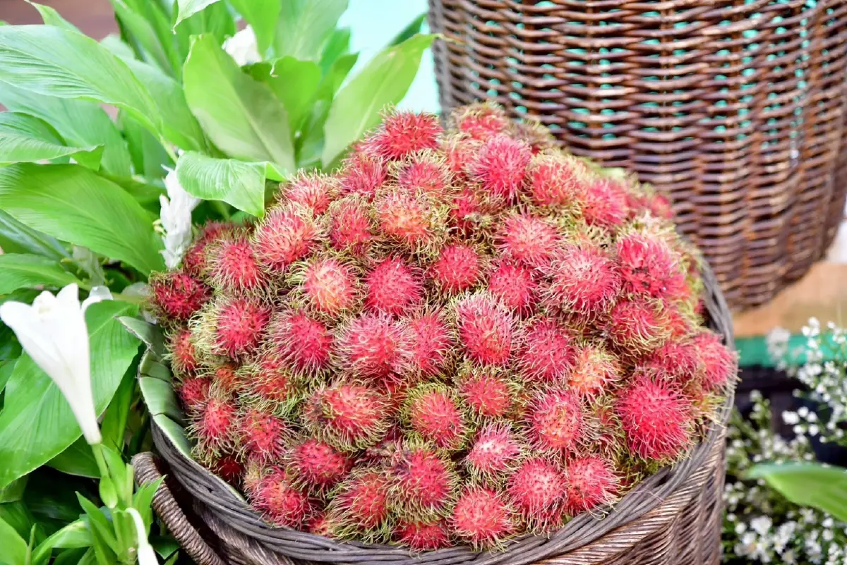 เปิด 4 มาตรการรับมือผลไม้ปี 69 หนุนสหกรณ์ดันสินค้า GI ขึ้นห้าง