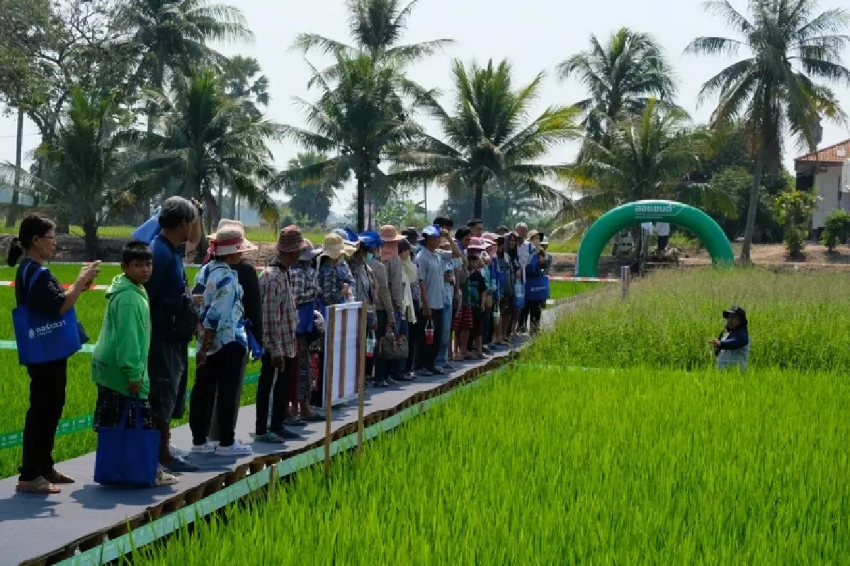 “ลอแยนต์” เทคโนโลยีใหม่เพื่อเกษตรกรไทยรับมือวัชพืชดื้อยาในนาข้าว