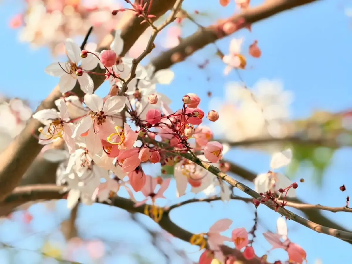 ชมเสน่ห์ 'กัลปพฤกษ์' ออกดอกบานสะพรั่งรับหน้าร้อน ณ เขตห้ามล่าสัตว์ป่าบึงบอระเพ็ด