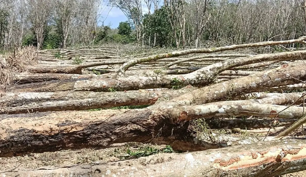 กยท.ขยายเวลาช่วยเกษตรกร ยื่นขอโค่นยางพาราปลูกแทนถึง 31 มี.ค.