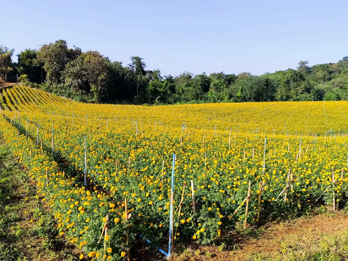 ไม่ได้พบพระ...ที่พบพระ