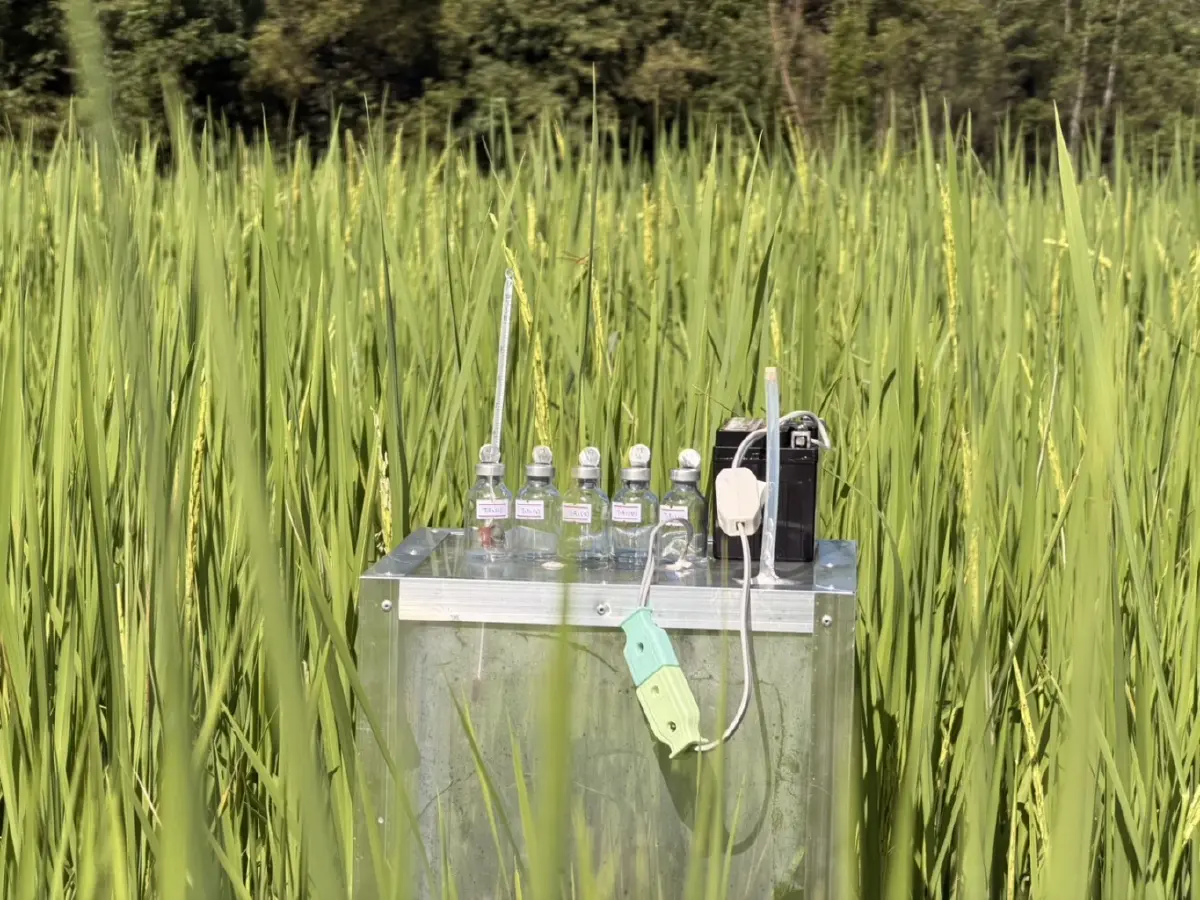 ต้นแบบ 'ข้าวโลว์คาร์บอน' ของไทย ข้าวชาวนาร่วมใจพื้นที่ภาคกลาง