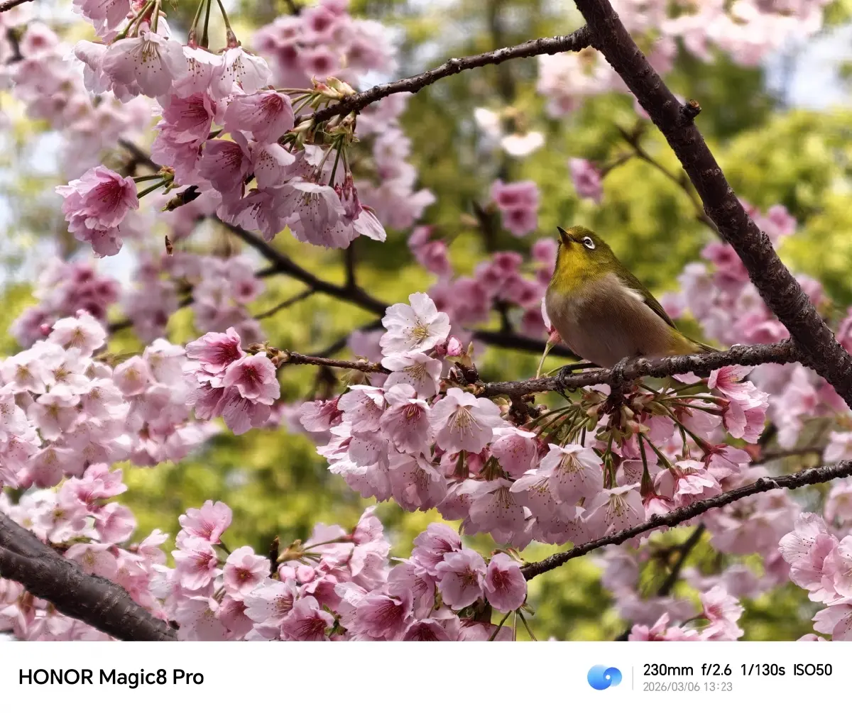 ลุยราชมังฯ ยันฟูจิ! รีวิว 'HONOR Magic8 Pro' สมาร์ตโฟน AI สายถ่ายภาพ