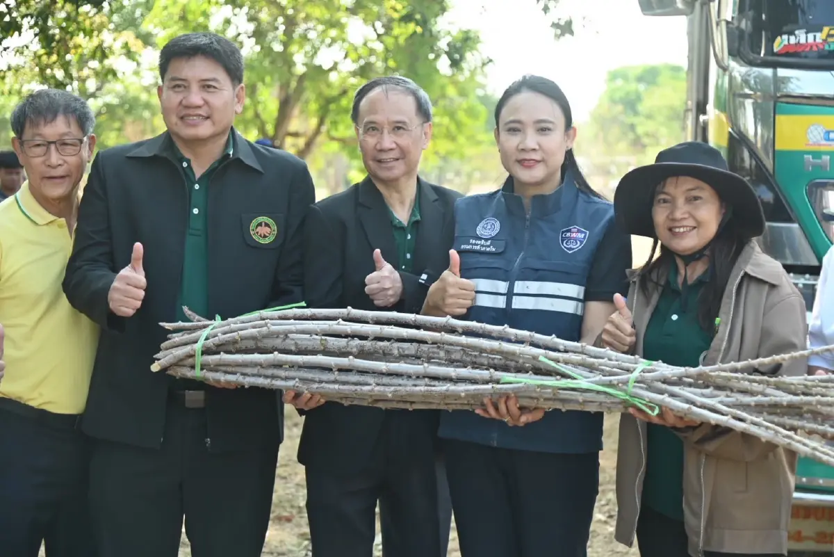 แจก 5 ล้านลำ 'ท่อนพันธุ์มันสำปะหลัง' คุณภาพ ลดเสี่ยงโรคใบด่าง ช่วยเกษตรกรลดต้นทุน