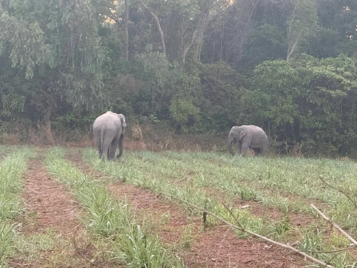 ระทึก 3 สีดอจอมป่วน พ่อใหญ่-ถัง-ดื้อ ช้างเข้าใกล้หมู่บ้านชายแดนสุรินทร์