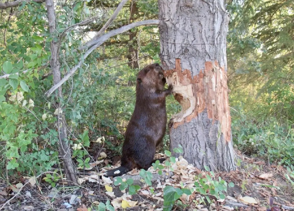 ‘บีเวอร์’ ยอด ‘วิศวกรแห่งระบบนิเวศ’ สร้างเขื่อนช่วยป้องกันน้ำท่วม-ไฟป่า-คืนชีวิตให้ป่า