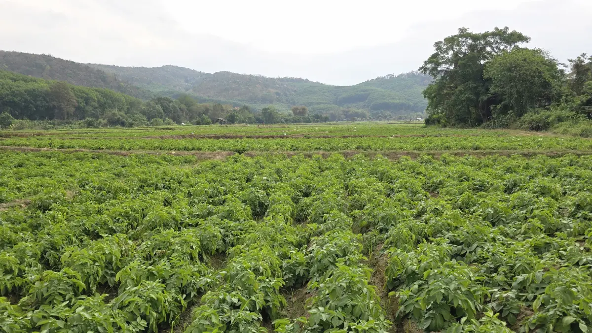เกษตรกร ‘ฮีโร่’ เผยวิธีปลูก ‘มันฝรั่ง’ ให้ยั่งยืน ทั้งรายได้และสิ่งแวดล้อม