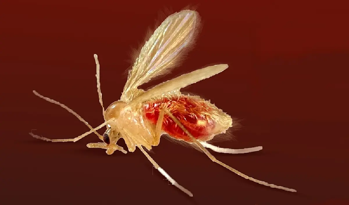 เตือน 'โรคลิชมาเนีย' ภัยร้ายจาก 'ริ้นฝอยทราย' แมลงตัวจิ๋วแต่พิษสงร้ายกาจ