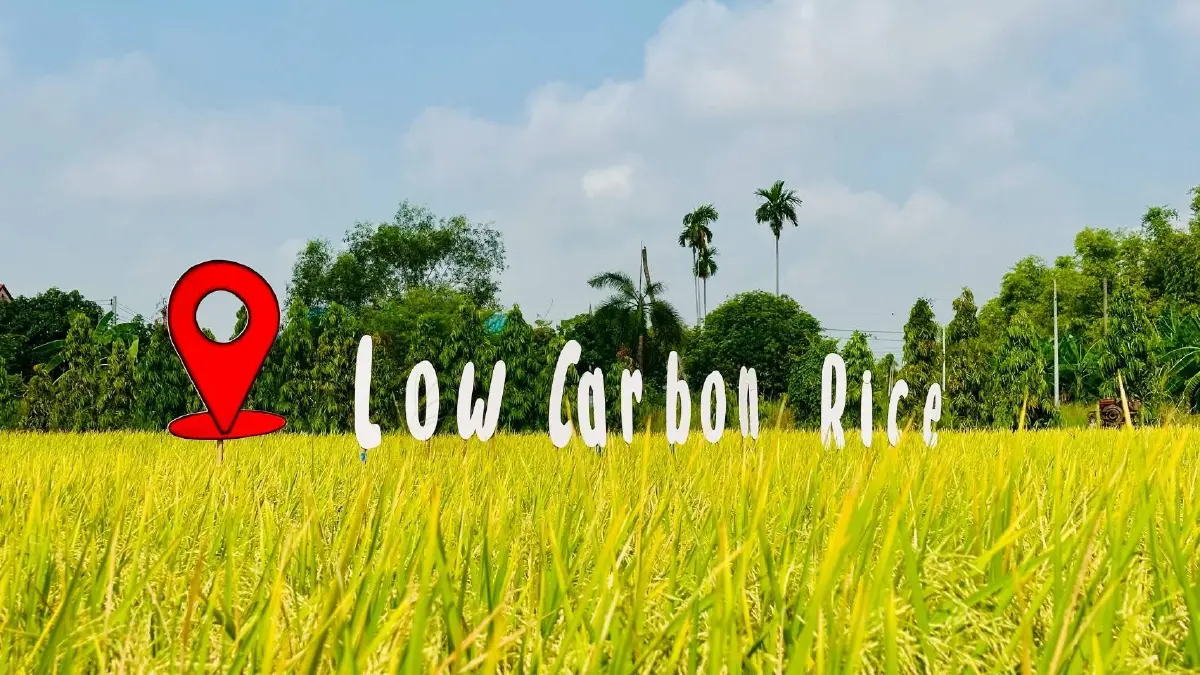 กลยุทธ์เพิ่มมูลค่าข้าวไทยสู้วิกฤติเวทีโลก  ดึงเกษตรกรลุยทำนายุค 'โลว์คาร์บอน'