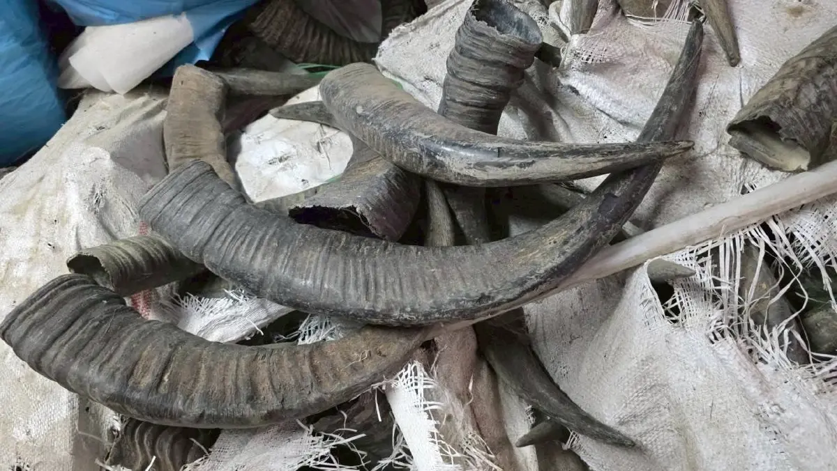 ช็อกโกดังลำลูกกา ยึดซากตุ๊กแก 1.2 แสนตัว เตรียมส่งนอก โยงคดีดัง 68