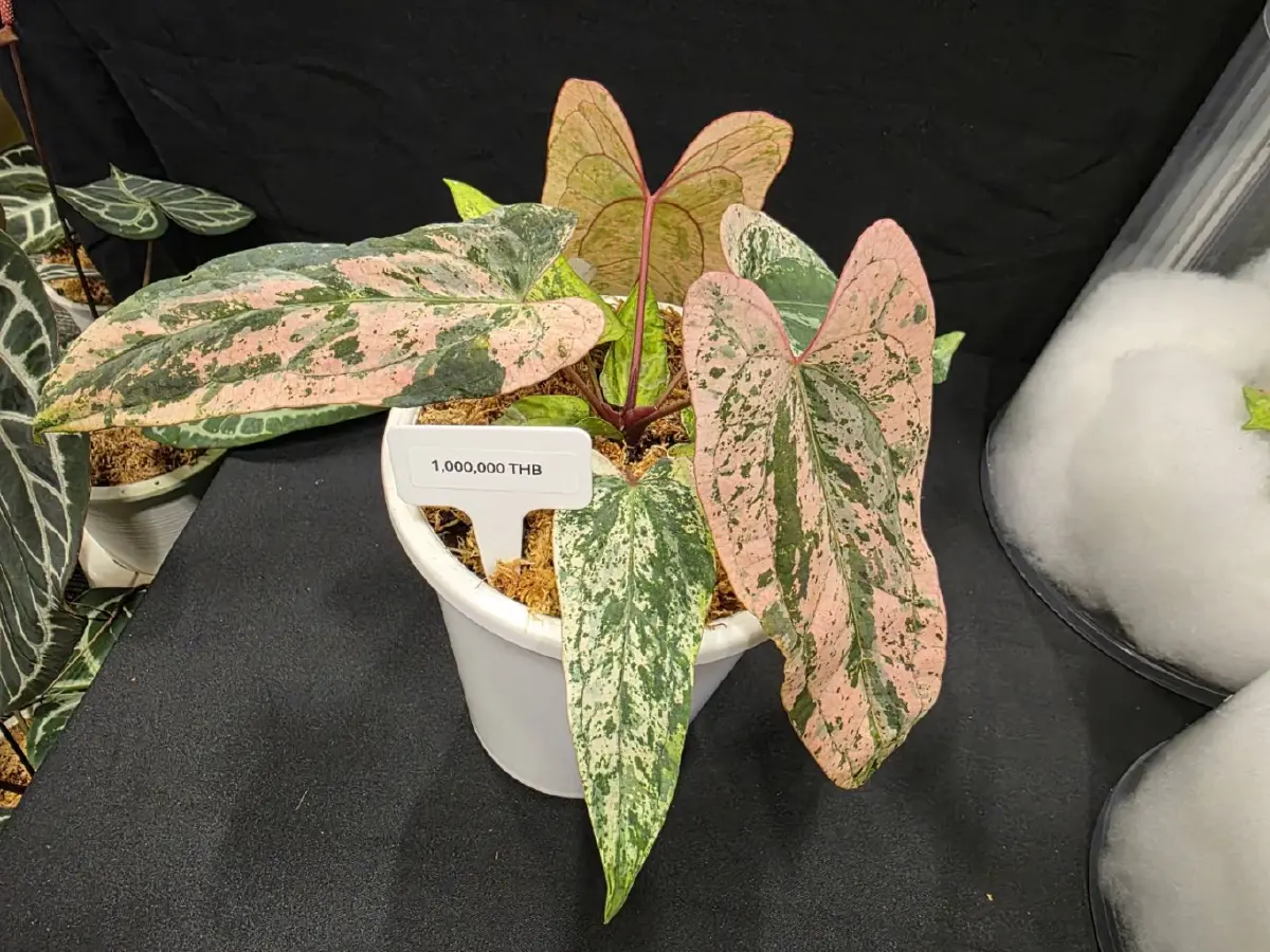 เศรษฐกิจสีเขียว 'ไม้แปลก–ไม้หายาก' สร้างมูลค่า ยกระดับเกษตรไทยสู่ตลาดโลก